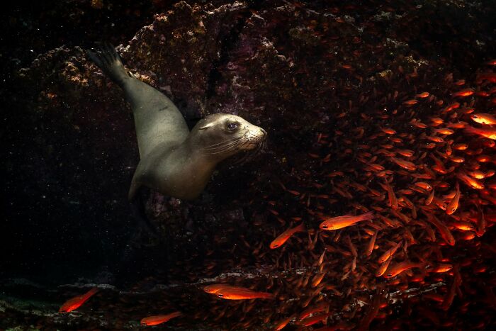 45 Stunning Wildlife Photos From &lsquo;Sea Legacy&rsquo; That Show Life Above And Below The Ocean Surface