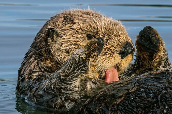 45 Stunning Wildlife Photos From &lsquo;Sea Legacy&rsquo; That Show Life Above And Below The Ocean Surface