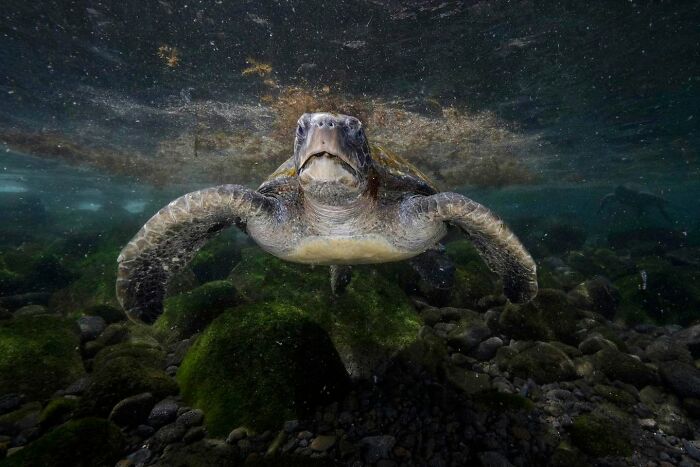 45 Stunning Wildlife Photos From &lsquo;Sea Legacy&rsquo; That Show Life Above And Below The Ocean Surface