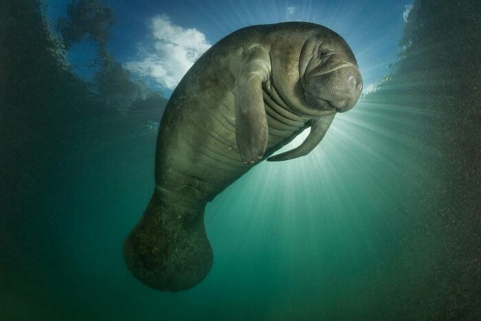 45 Stunning Wildlife Photos From &lsquo;Sea Legacy&rsquo; That Show Life Above And Below The Ocean Surface