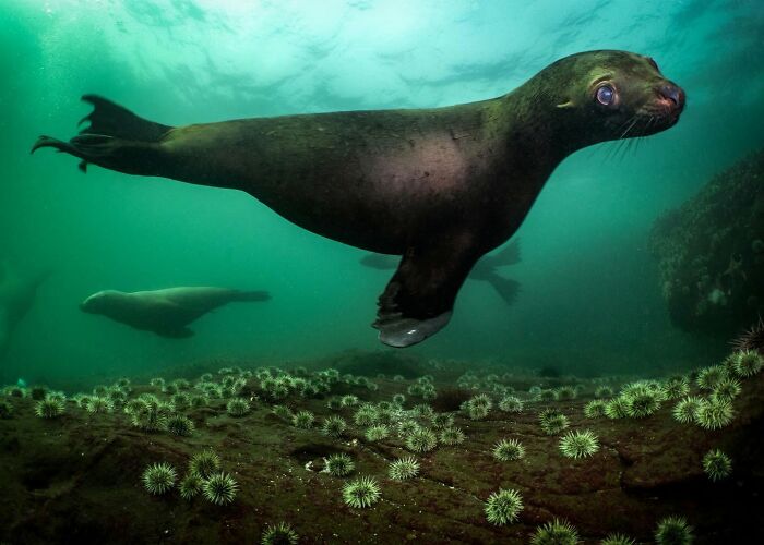 45 Stunning Wildlife Photos From &lsquo;Sea Legacy&rsquo; That Show Life Above And Below The Ocean Surface