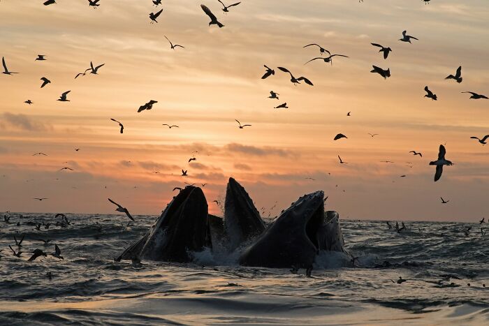45 Stunning Wildlife Photos From &lsquo;Sea Legacy&rsquo; That Show Life Above And Below The Ocean Surface