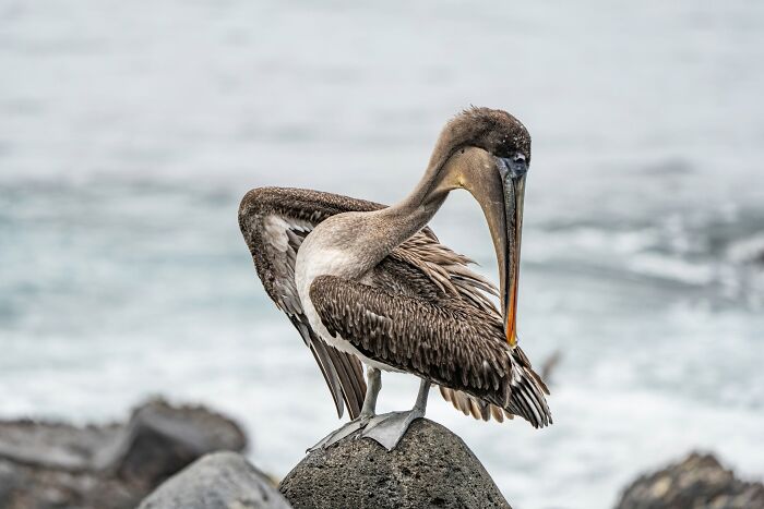 45 Stunning Wildlife Photos From &lsquo;Sea Legacy&rsquo; That Show Life Above And Below The Ocean Surface
