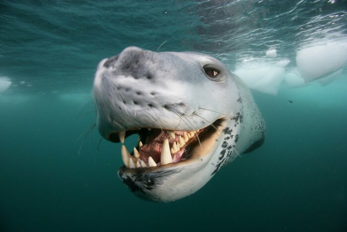 45 Stunning Wildlife Photos From &lsquo;Sea Legacy&rsquo; That Show Life Above And Below The Ocean Surface