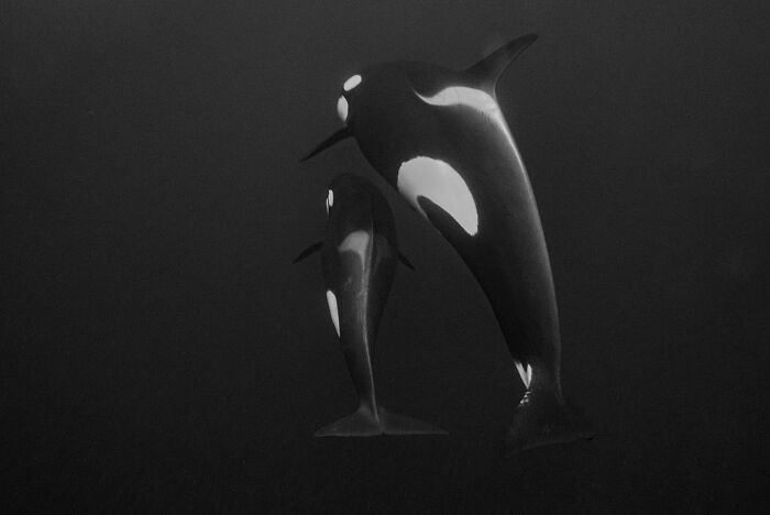 45 Stunning Wildlife Photos From &lsquo;Sea Legacy&rsquo; That Show Life Above And Below The Ocean Surface