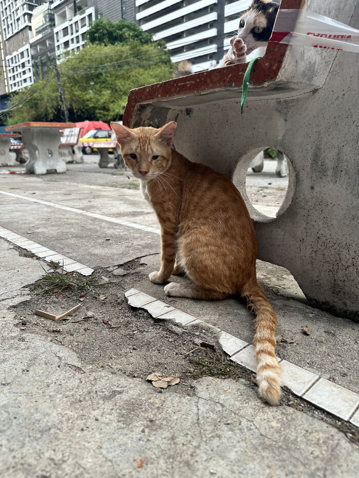 This Organization Has Helped Hundreds Of Street Cats Through Local Action And Clever Use Of Technology