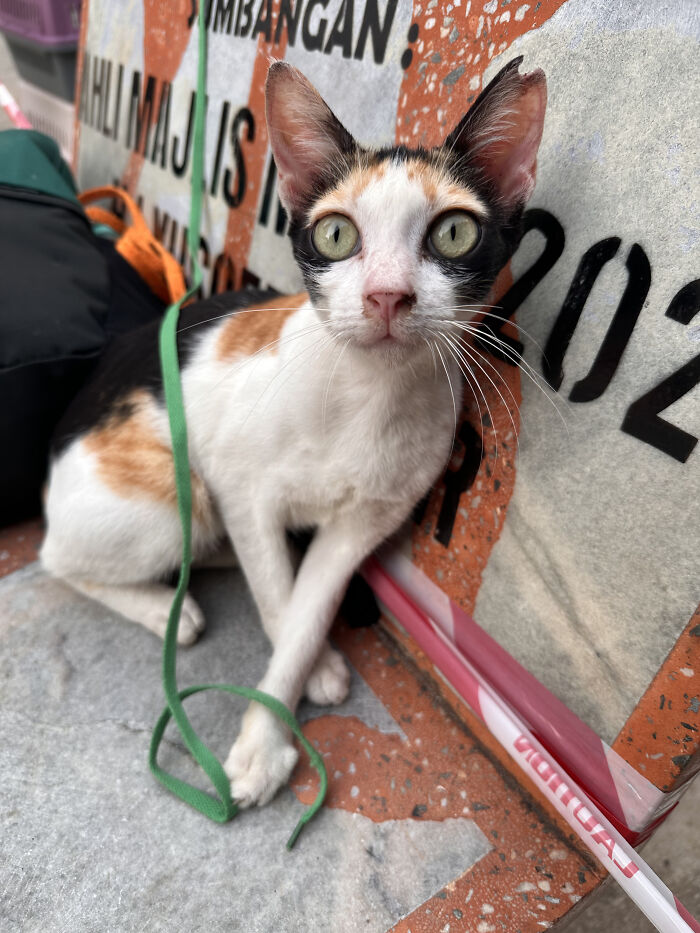 This Organization Has Helped Hundreds Of Street Cats Through Local Action And Clever Use Of Technology