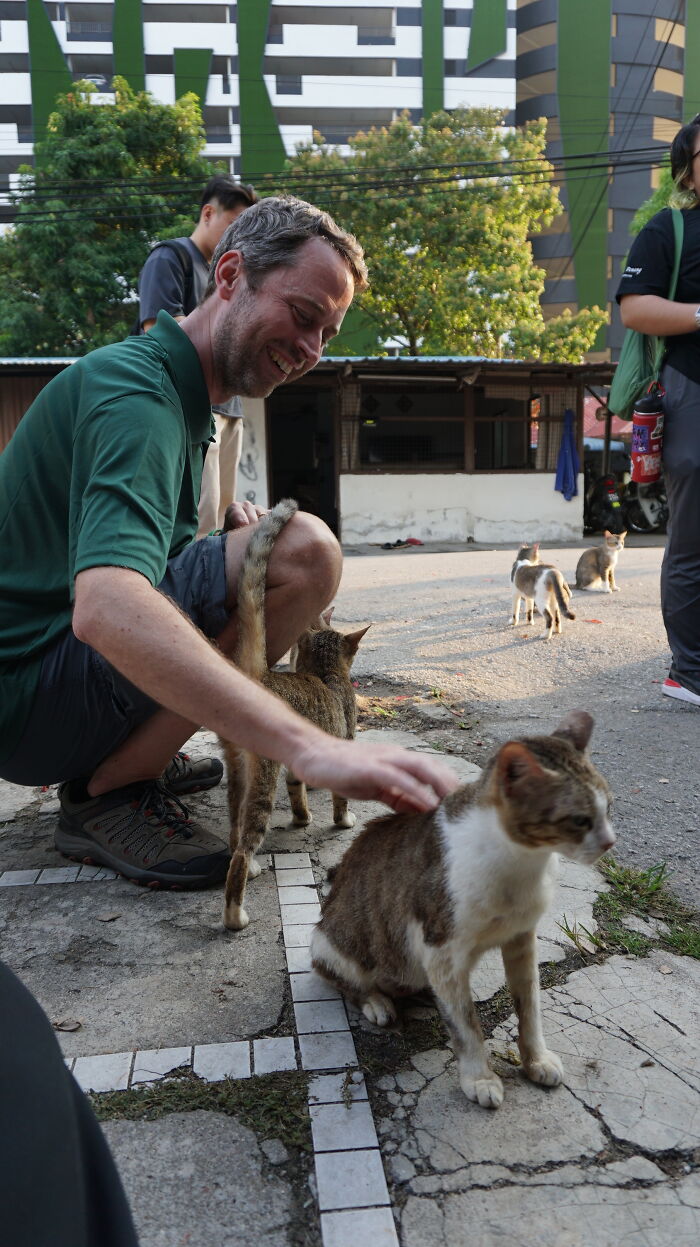 This Organization Has Helped Hundreds Of Street Cats Through Local Action And Clever Use Of Technology