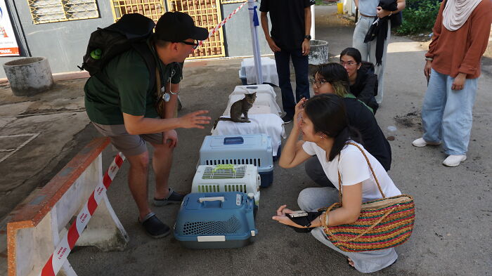 This Organization Has Helped Hundreds Of Street Cats Through Local Action And Clever Use Of Technology