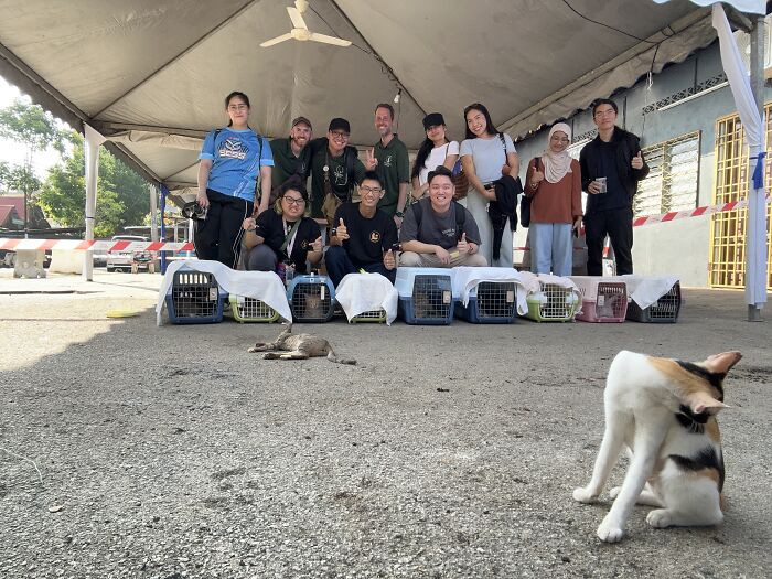 This Organization Has Helped Hundreds Of Street Cats Through Local Action And Clever Use Of Technology