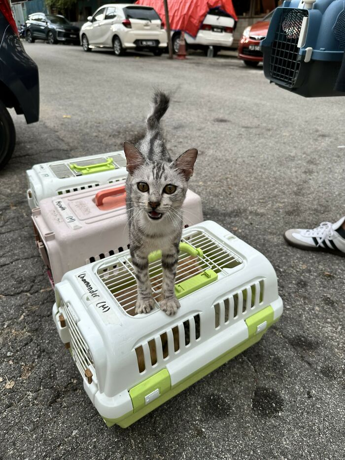This Organization Has Helped Hundreds Of Street Cats Through Local Action And Clever Use Of Technology