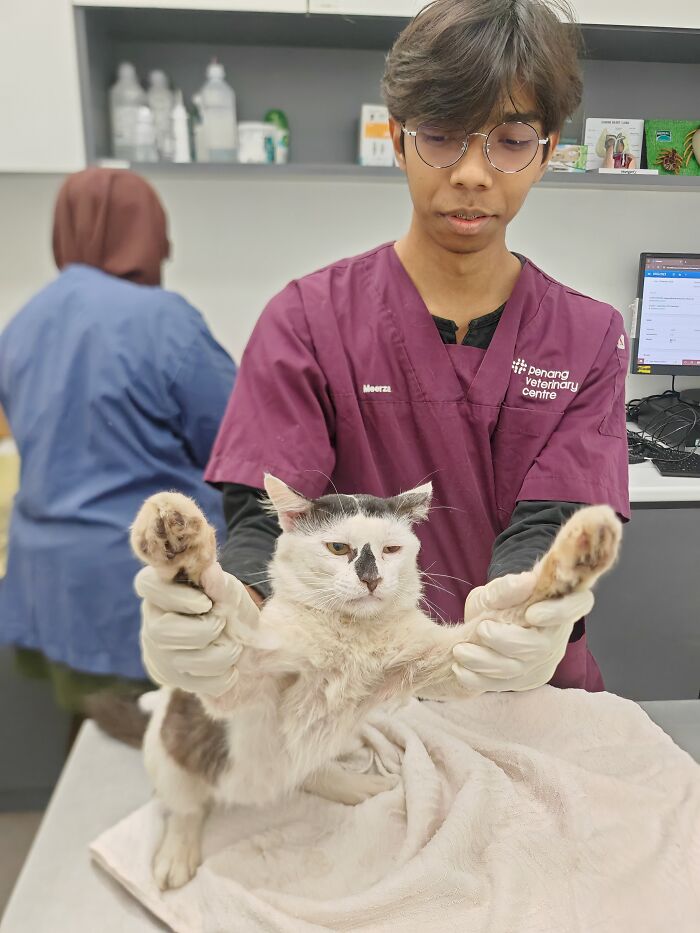This Organization Has Helped Hundreds Of Street Cats Through Local Action And Clever Use Of Technology
