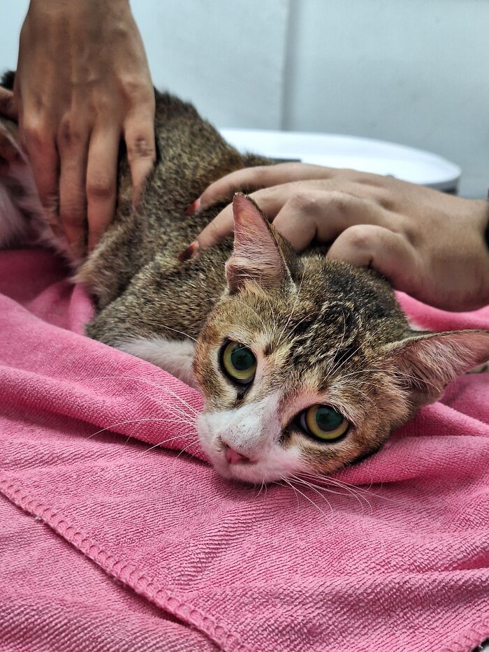 This Organization Has Helped Hundreds Of Street Cats Through Local Action And Clever Use Of Technology