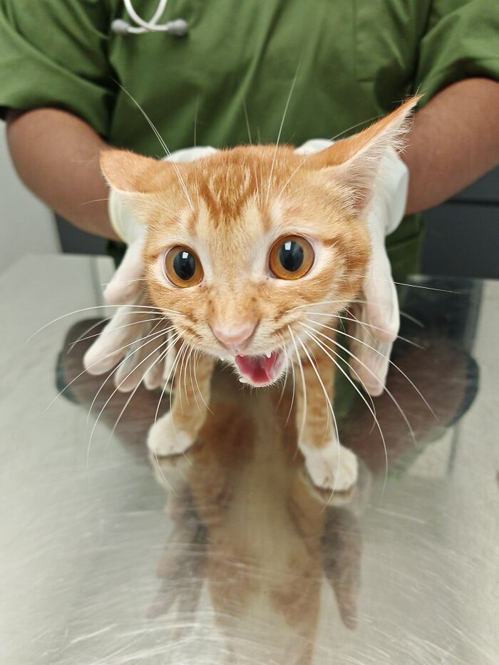 This Organization Has Helped Hundreds Of Street Cats Through Local Action And Clever Use Of Technology