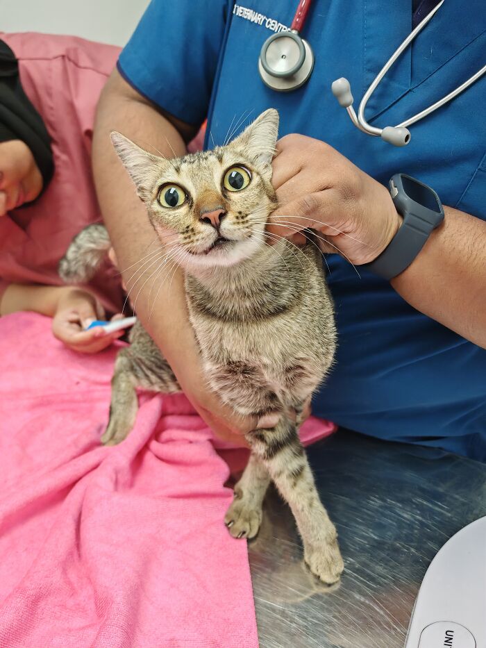 This Organization Has Helped Hundreds Of Street Cats Through Local Action And Clever Use Of Technology