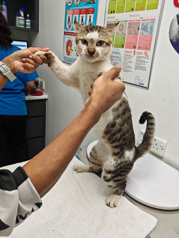 This Organization Has Helped Hundreds Of Street Cats Through Local Action And Clever Use Of Technology