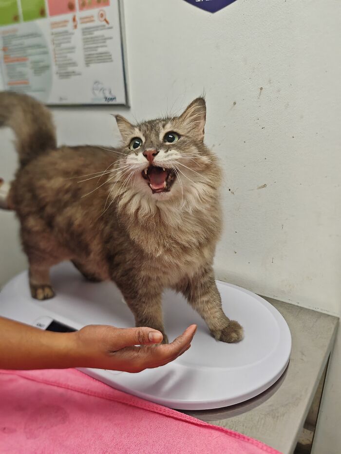 This Organization Has Helped Hundreds Of Street Cats Through Local Action And Clever Use Of Technology