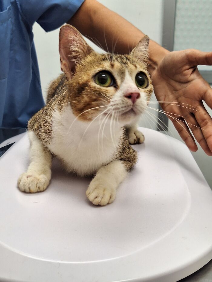 This Organization Has Helped Hundreds Of Street Cats Through Local Action And Clever Use Of Technology