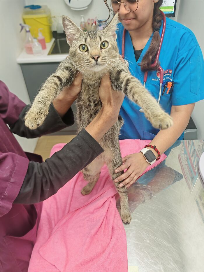 This Organization Has Helped Hundreds Of Street Cats Through Local Action And Clever Use Of Technology