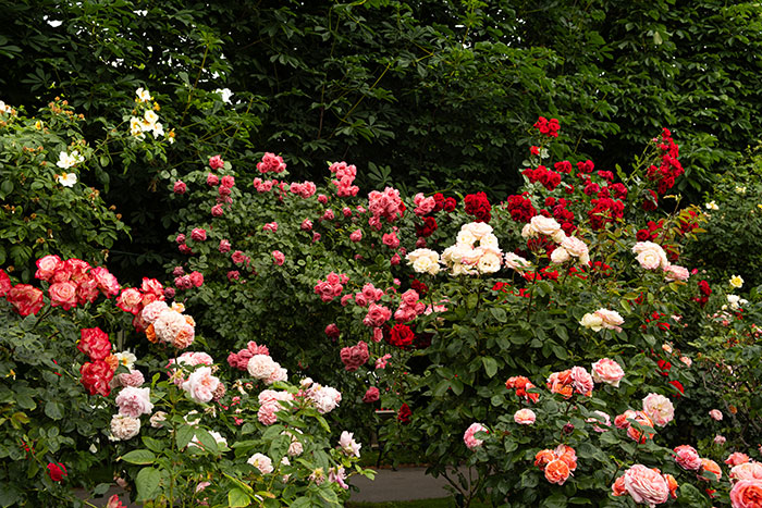 Guy Suffers Because Of Neighbor’s Petty Acts, Takes Revenge By Letting Beetles Ruin His Rose Garden