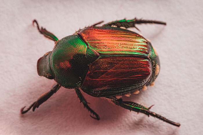 Guy Suffers Because Of Neighbor’s Petty Acts, Takes Revenge By Letting Beetles Ruin His Rose Garden