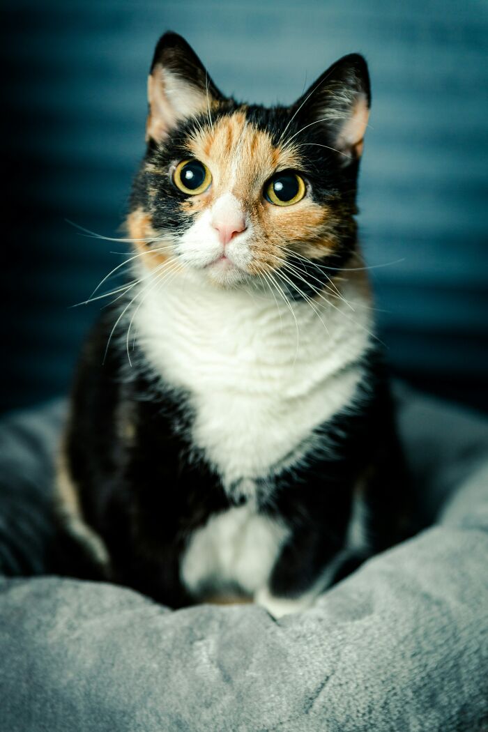 Cats Aren’t ‘Mean’: Behavior Expert Explains 15 Misunderstood Things Cats Do And Why
