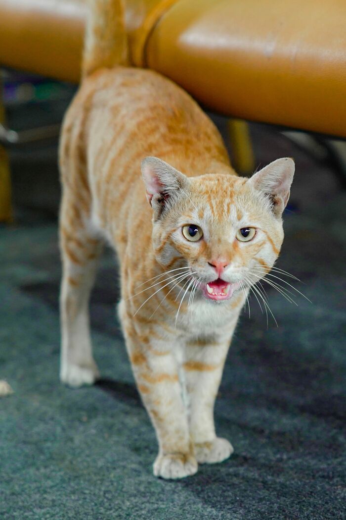 Cats Aren’t ‘Mean’: Behavior Expert Explains 15 Misunderstood Things Cats Do And Why