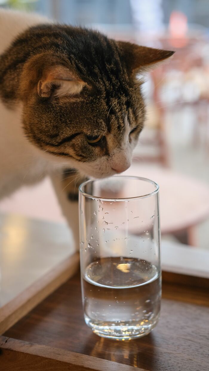 Cats Aren’t ‘Mean’: Behavior Expert Explains 15 Misunderstood Things Cats Do And Why