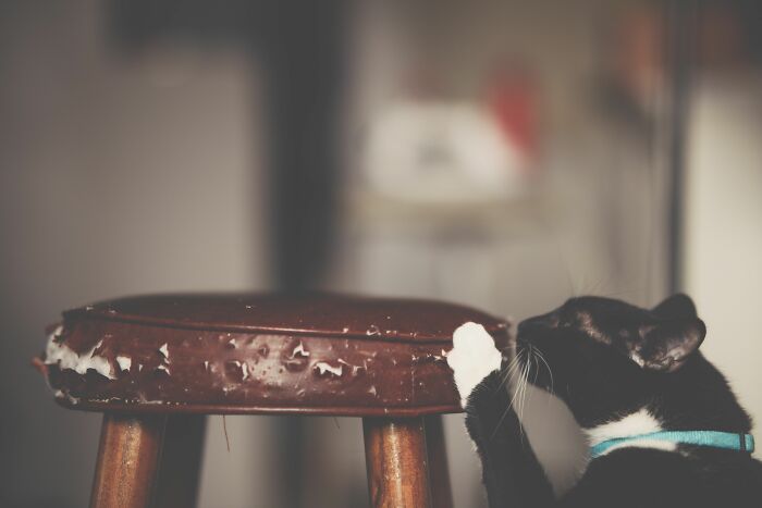 Cats Aren’t ‘Mean’: Behavior Expert Explains 15 Misunderstood Things Cats Do And Why