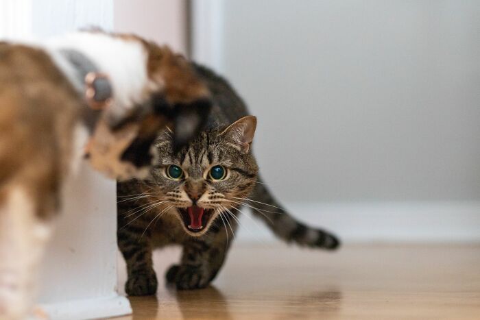 Cats Aren’t ‘Mean’: Behavior Expert Explains 15 Misunderstood Things Cats Do And Why