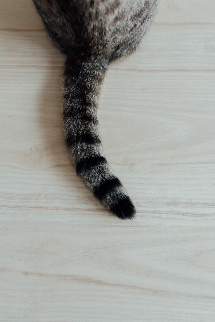 Cats Aren’t ‘Mean’: Behavior Expert Explains 15 Misunderstood Things Cats Do And Why