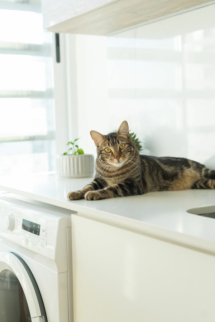 Cats Aren’t ‘Mean’: Behavior Expert Explains 15 Misunderstood Things Cats Do And Why