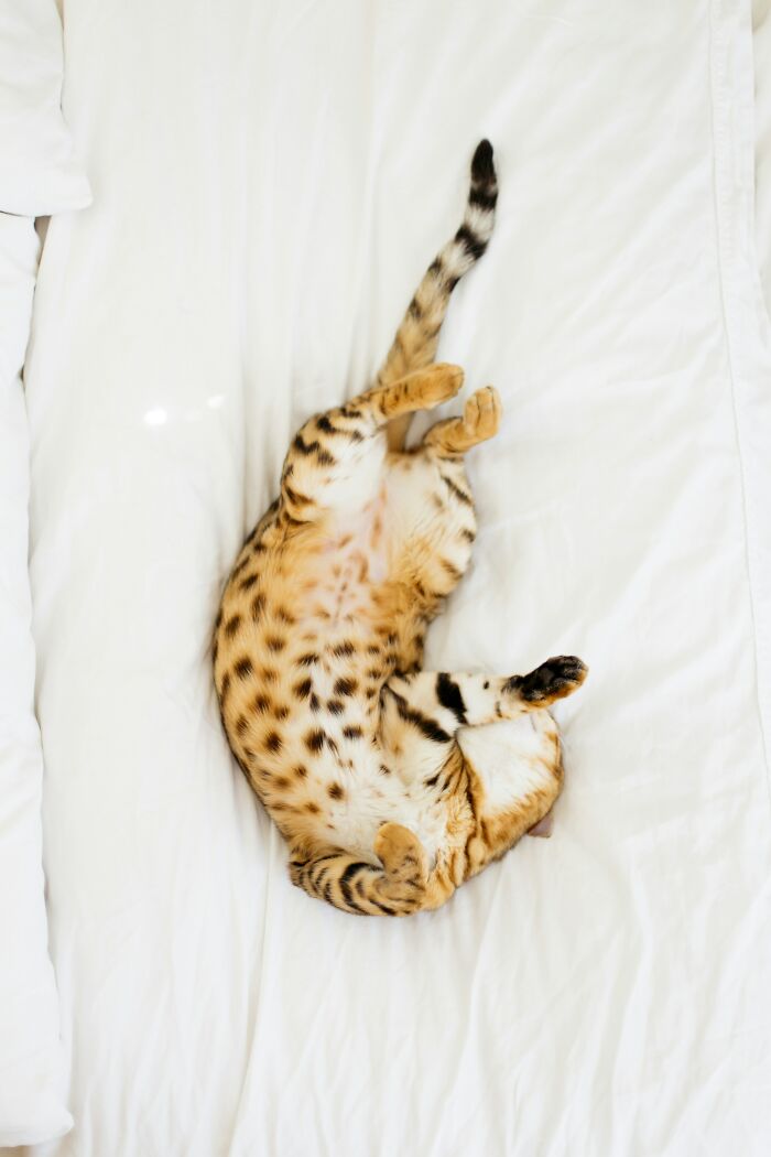 Cats Aren’t ‘Mean’: Behavior Expert Explains 15 Misunderstood Things Cats Do And Why