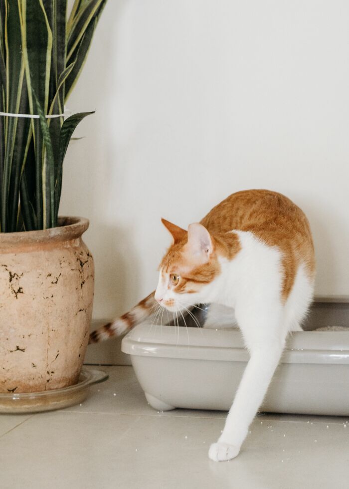 Cats Aren’t ‘Mean’: Behavior Expert Explains 15 Misunderstood Things Cats Do And Why