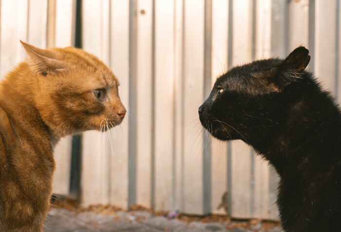 Cats Aren’t ‘Mean’: Behavior Expert Explains 15 Misunderstood Things Cats Do And Why
