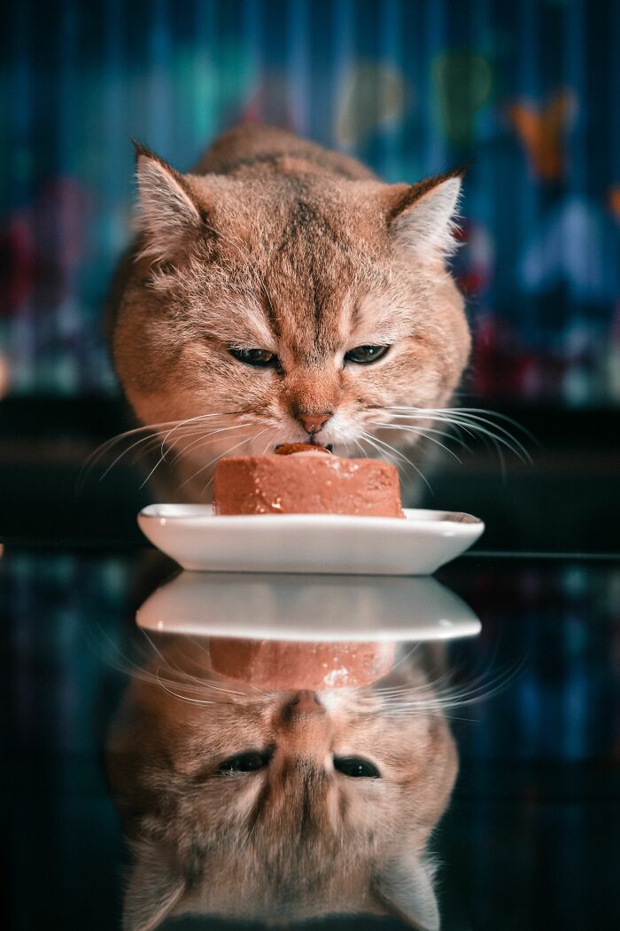 Cats Aren’t ‘Mean’: Behavior Expert Explains 15 Misunderstood Things Cats Do And Why
