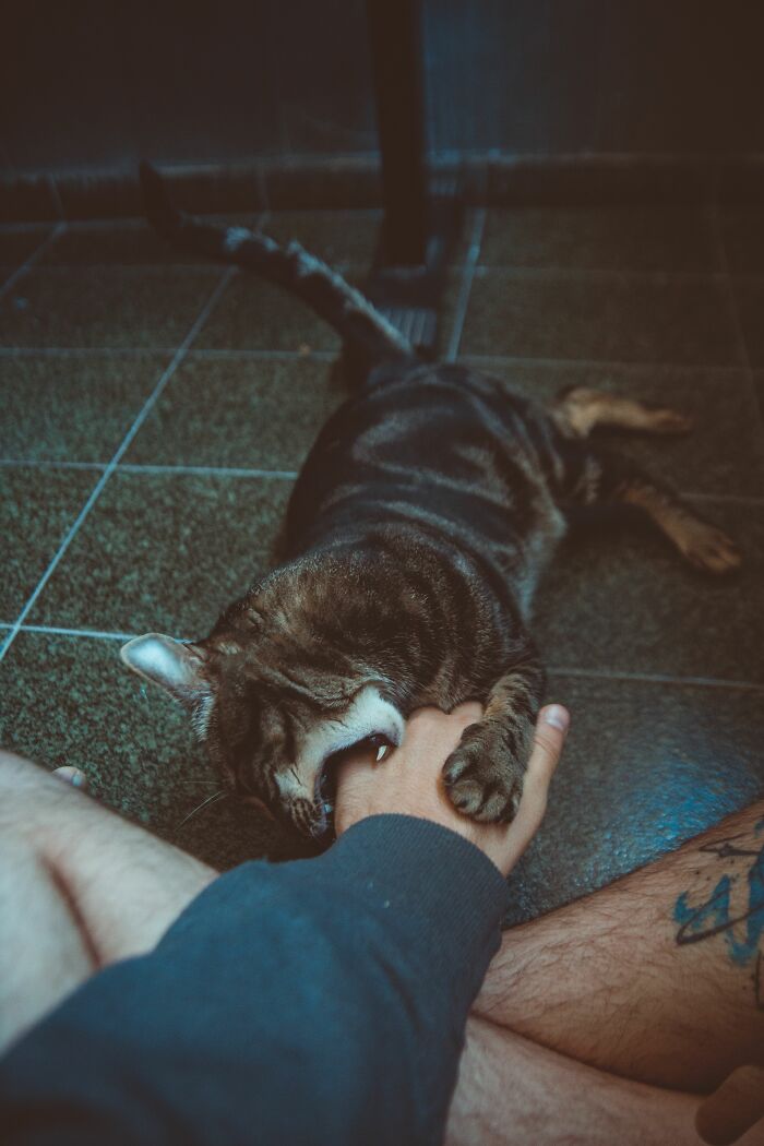 Cats Aren’t ‘Mean’: Behavior Expert Explains 15 Misunderstood Things Cats Do And Why