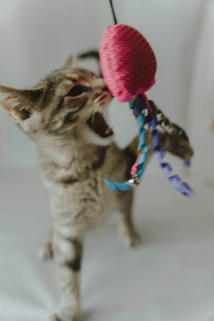 Cats Aren’t ‘Mean’: Behavior Expert Explains 15 Misunderstood Things Cats Do And Why