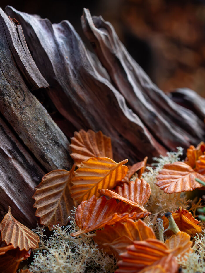 27 Stunning Finalist Photos From the Beaker Street Science Photography Prize 2026