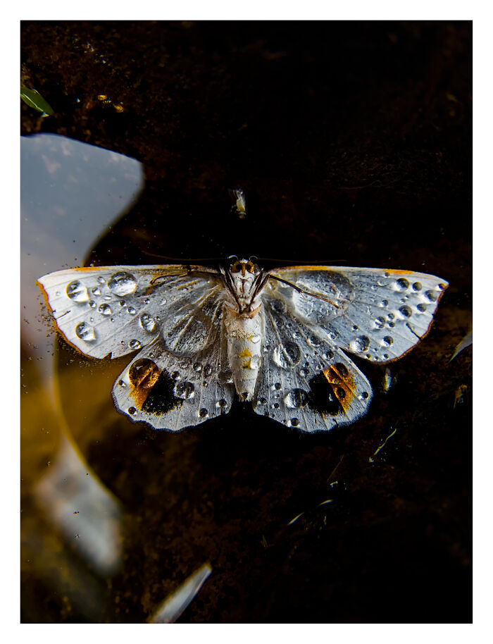 27 Stunning Finalist Photos From the Beaker Street Science Photography Prize 2026