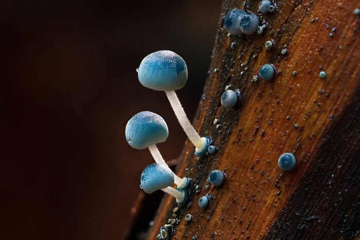 27 Stunning Finalist Photos From the Beaker Street Science Photography Prize 2026