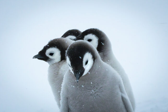 27 Stunning Finalist Photos From the Beaker Street Science Photography Prize 2026
