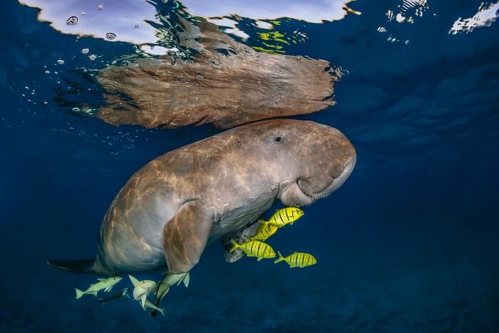 1839 Photography Awards: 22 Winning Animal Shots Worth Seeing