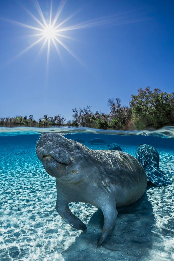 1839 Photography Awards: 22 Winning Animal Shots Worth Seeing