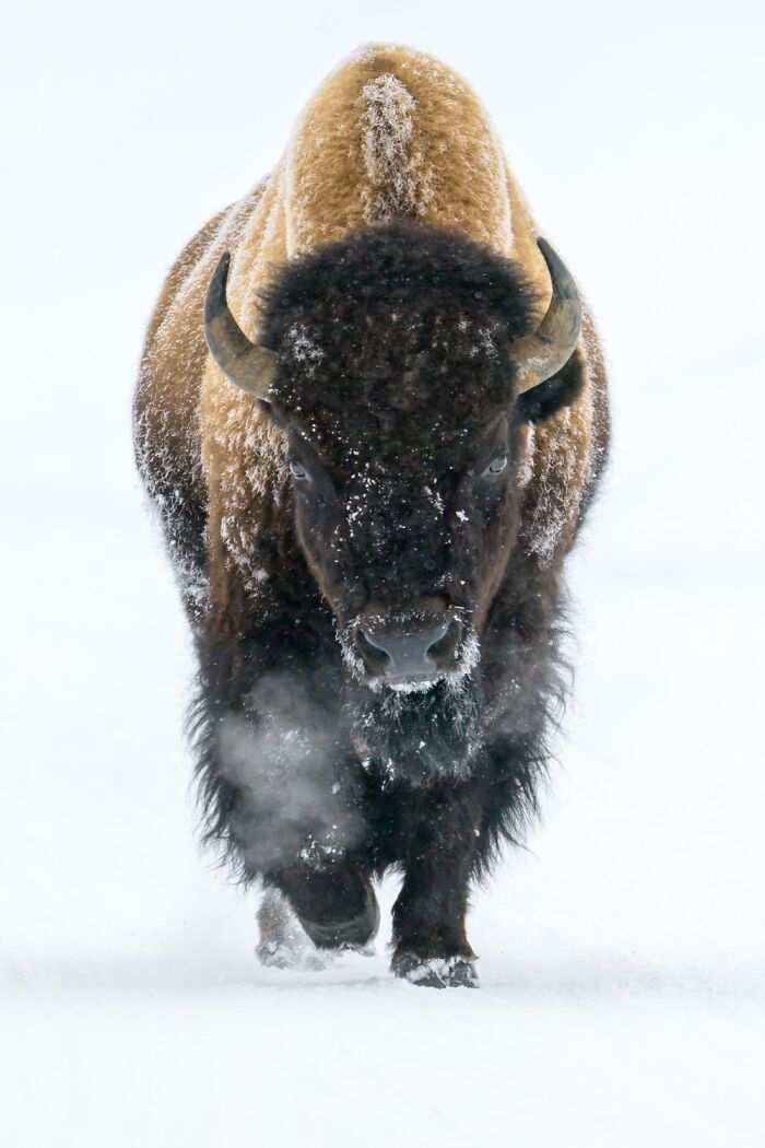 1839 Photography Awards: 22 Winning Animal Shots Worth Seeing