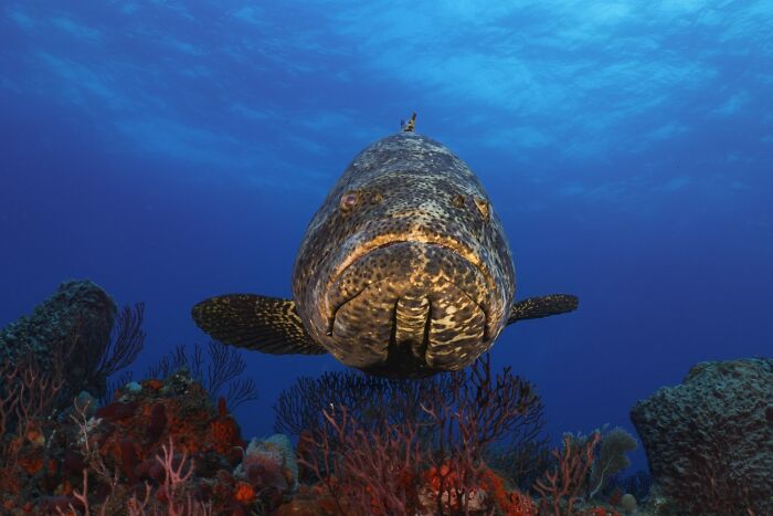 1839 Photography Awards: 22 Winning Animal Shots Worth Seeing