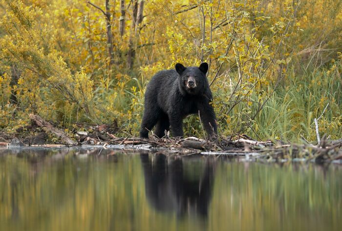 1839 Photography Awards: 22 Winning Animal Shots Worth Seeing