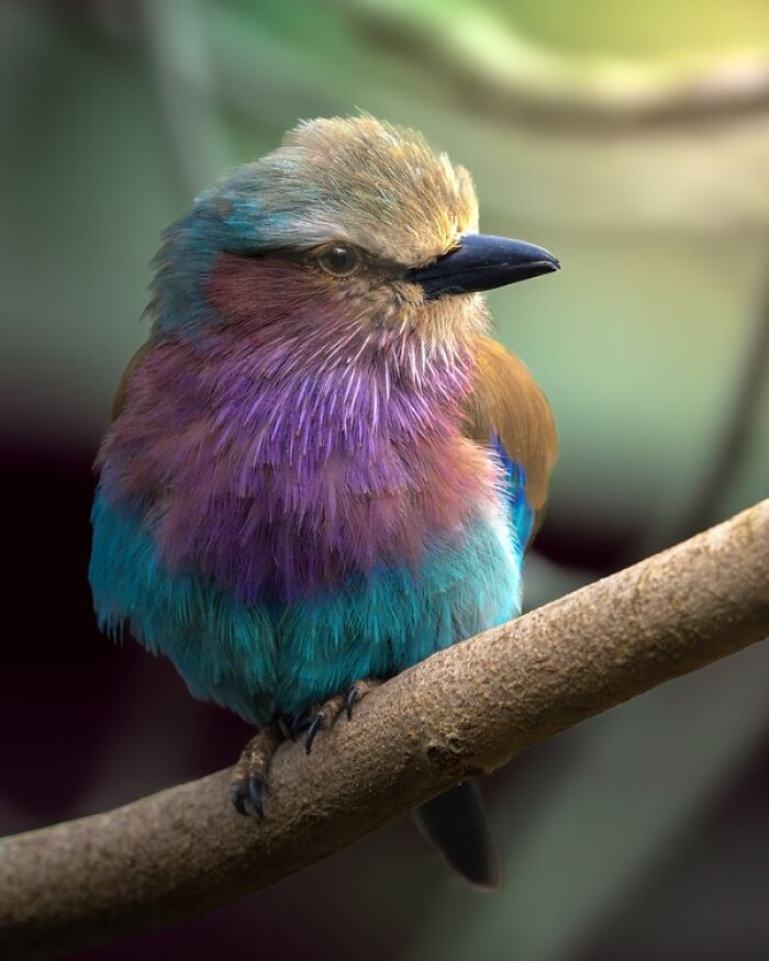 1839 Photography Awards: 22 Winning Animal Shots Worth Seeing