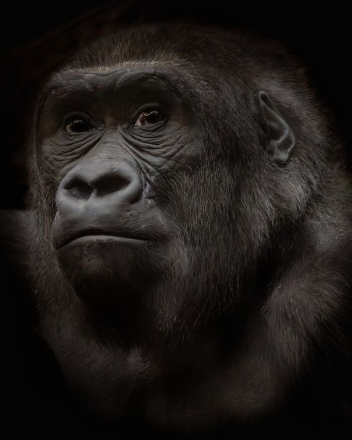1839 Photography Awards: 22 Winning Animal Shots Worth Seeing