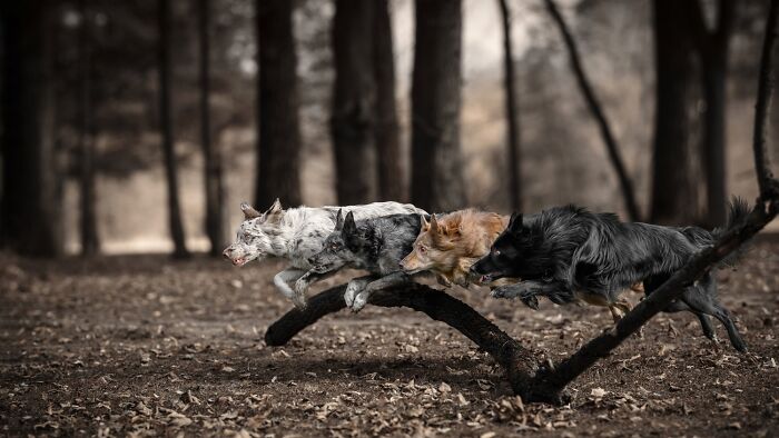 1839 Photography Awards: 22 Winning Animal Shots Worth Seeing